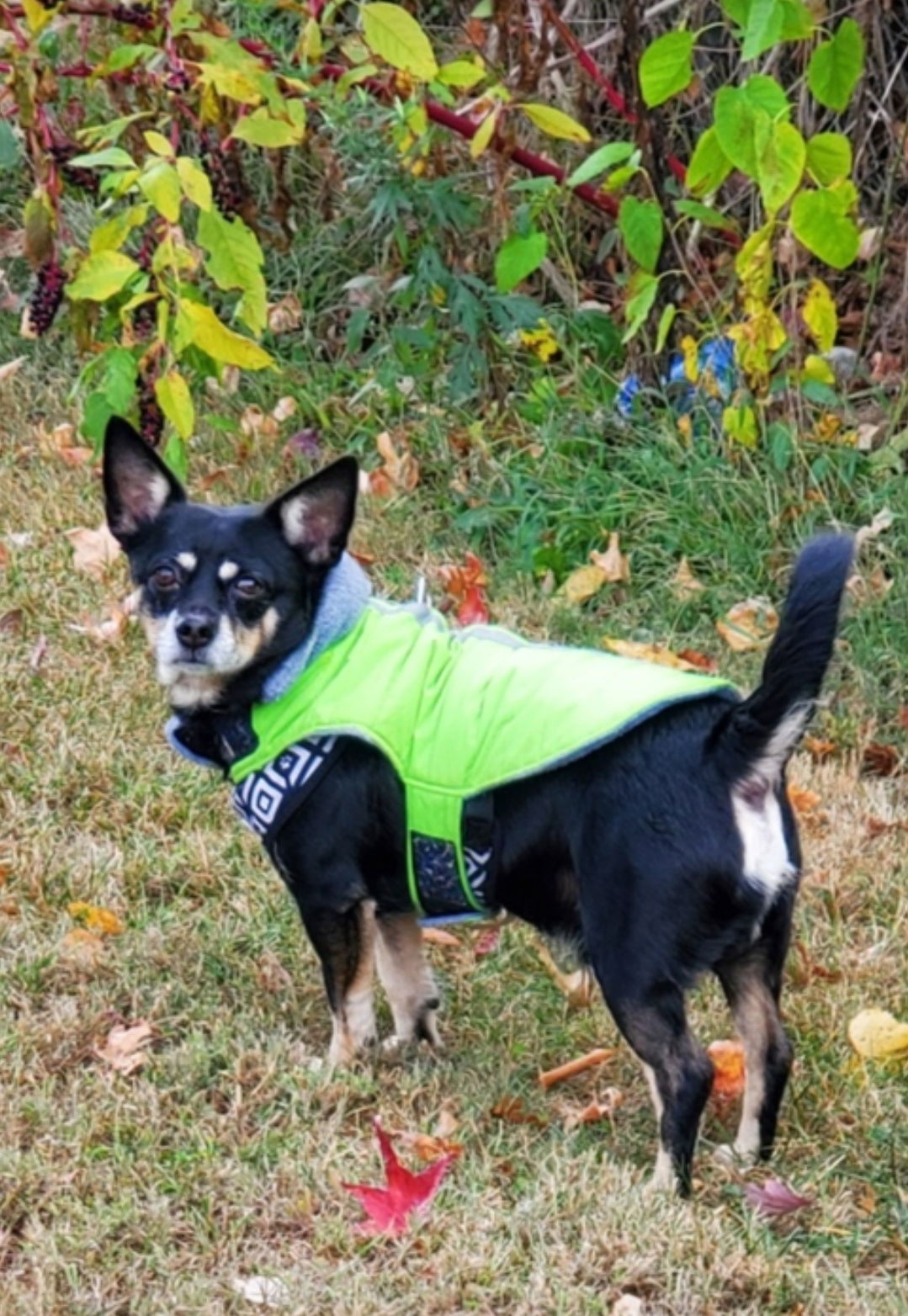 adoptable Dog in Westminster, MD named Solomon