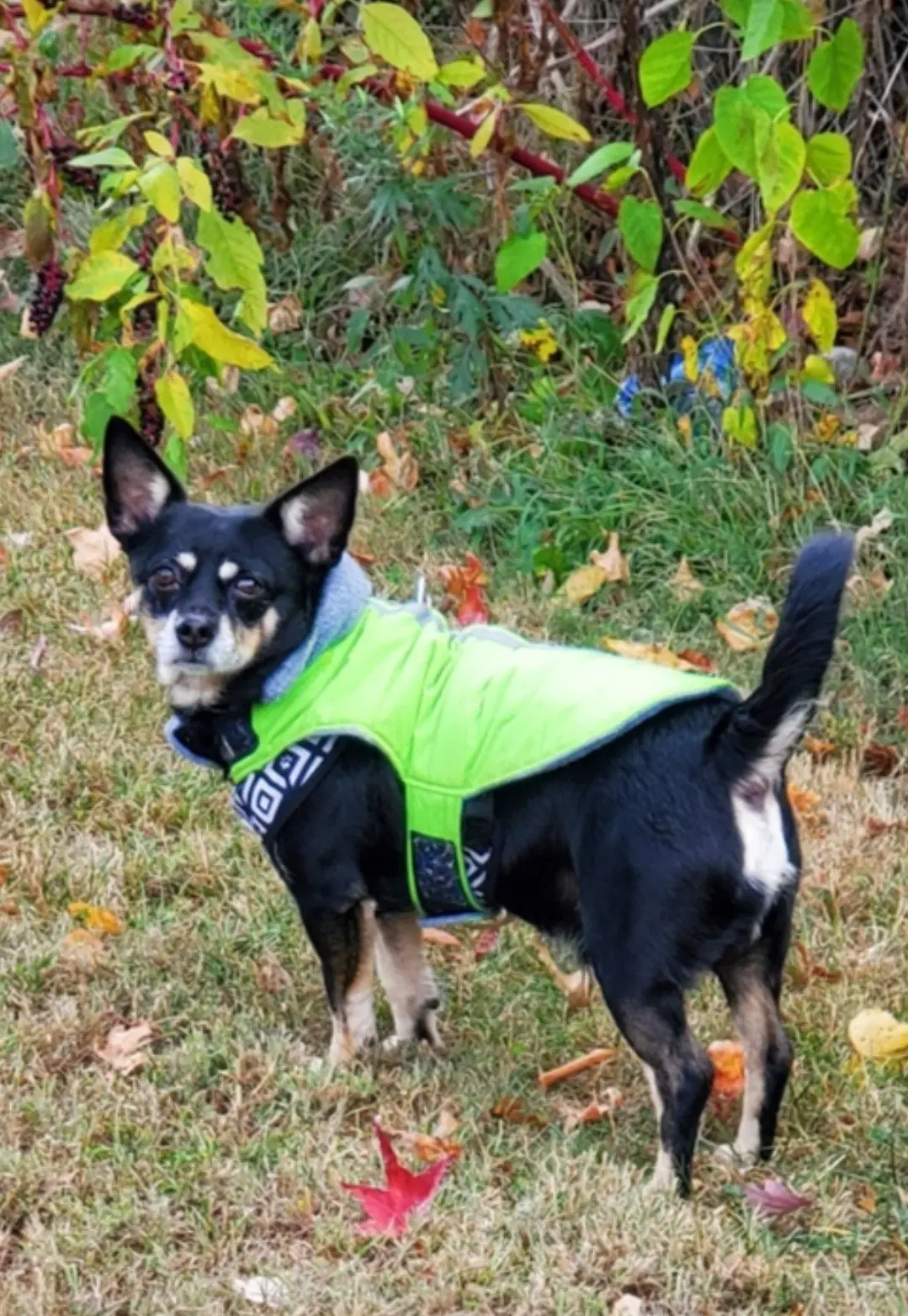 Solomon - Chihuahua