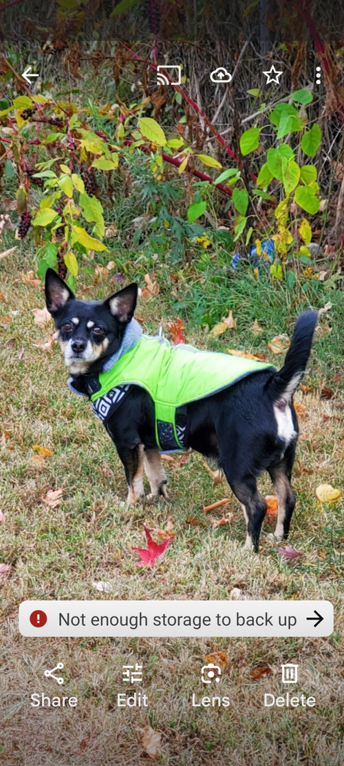 picture of the dog needing adoption