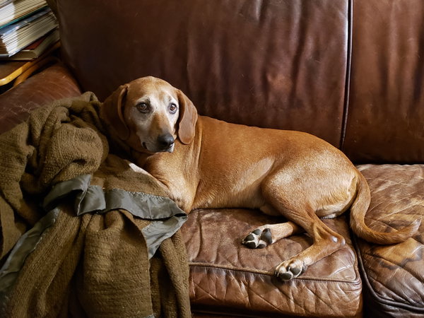 Hank
