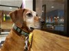 adoptable Dog in westminster, MD named Hank