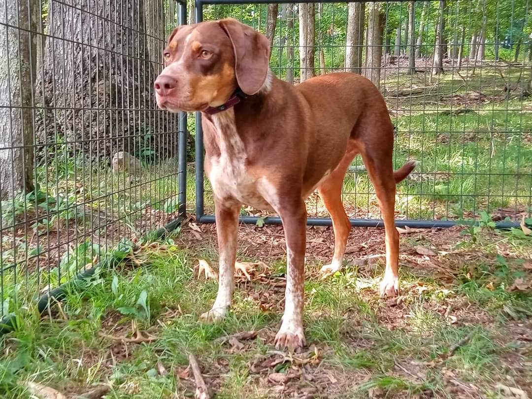 adoptable Dog in Westminster, MD named Reese