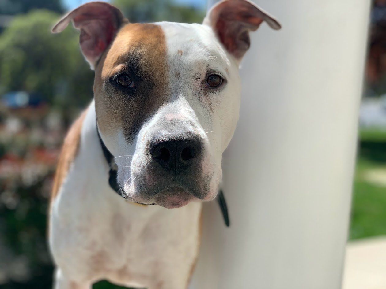 adoptable Dog in Westminster, MD named Bjorn