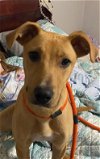 adoptable Dog in , MD named Nayla