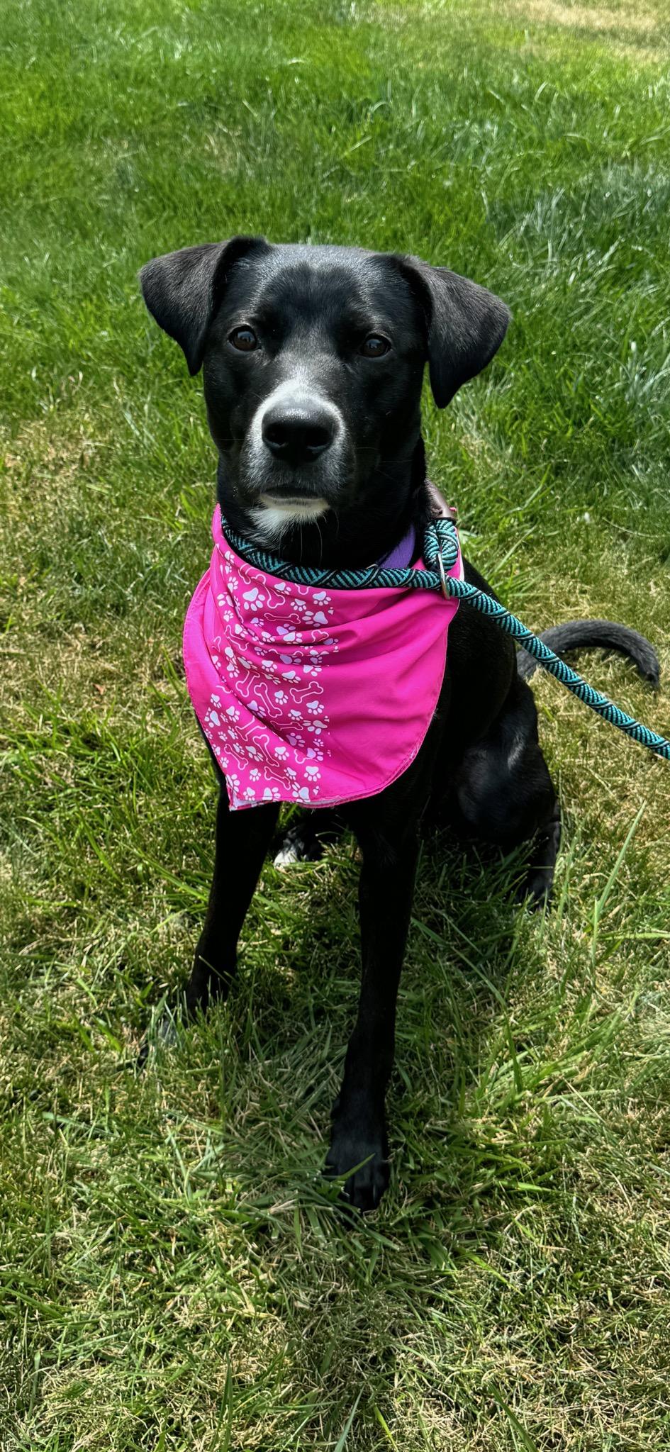 adoptable Dog in Westminster, MD named Hazel