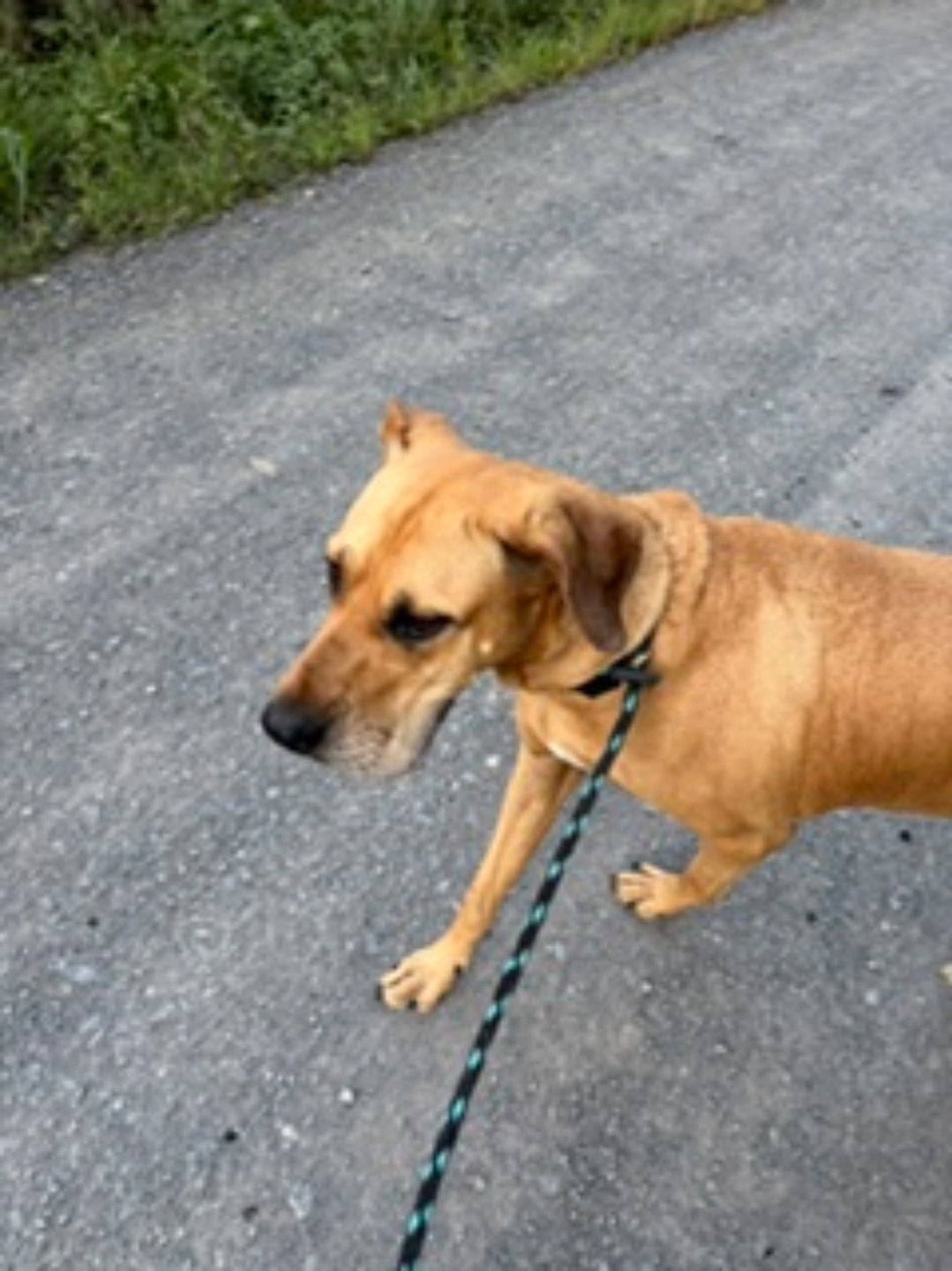 Dolly, photo 8