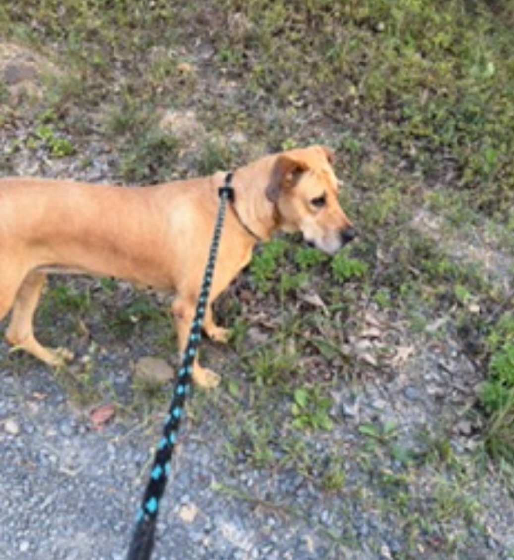 Dolly, photo 10