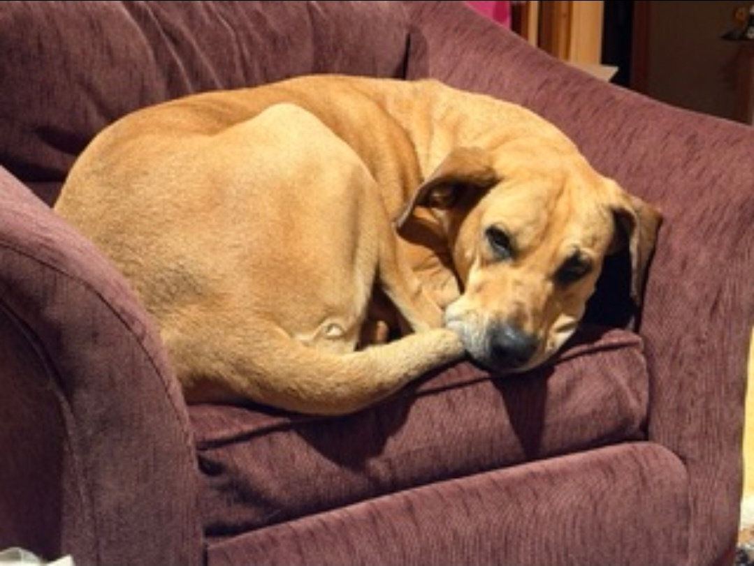Dolly, photo 13