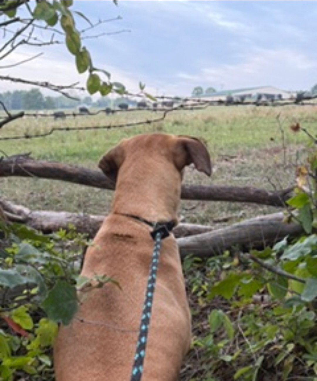 Dolly, photo 14