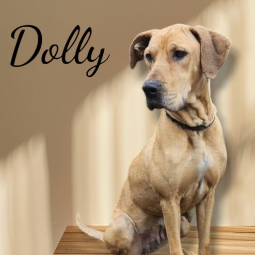 adoptable Dog in Westminster, MD named Dolly