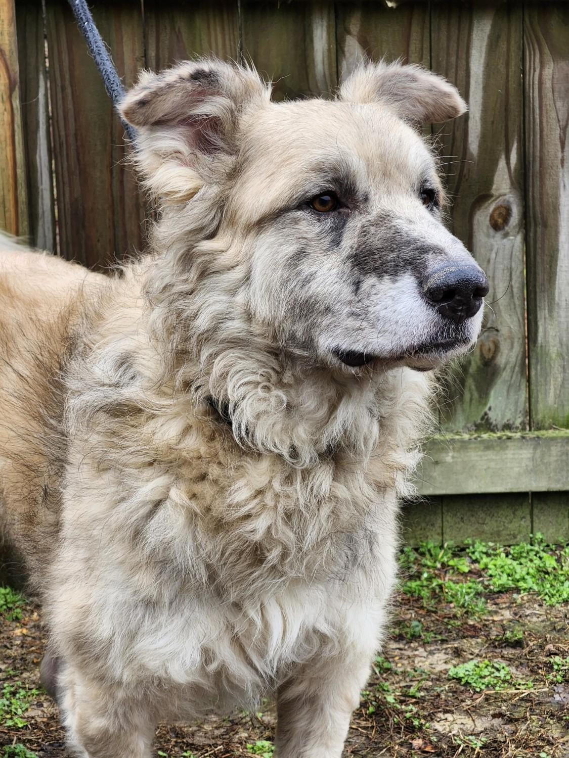 adoptable Dog in Westminster, MD named Simba