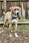 adoptable Dog in , MD named Pattie