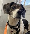 adoptable Dog in , MD named May