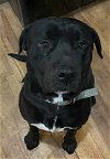 adoptable Dog in westminster, MD named Bayne