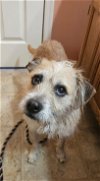 adoptable Dog in westminster, MD named Jake