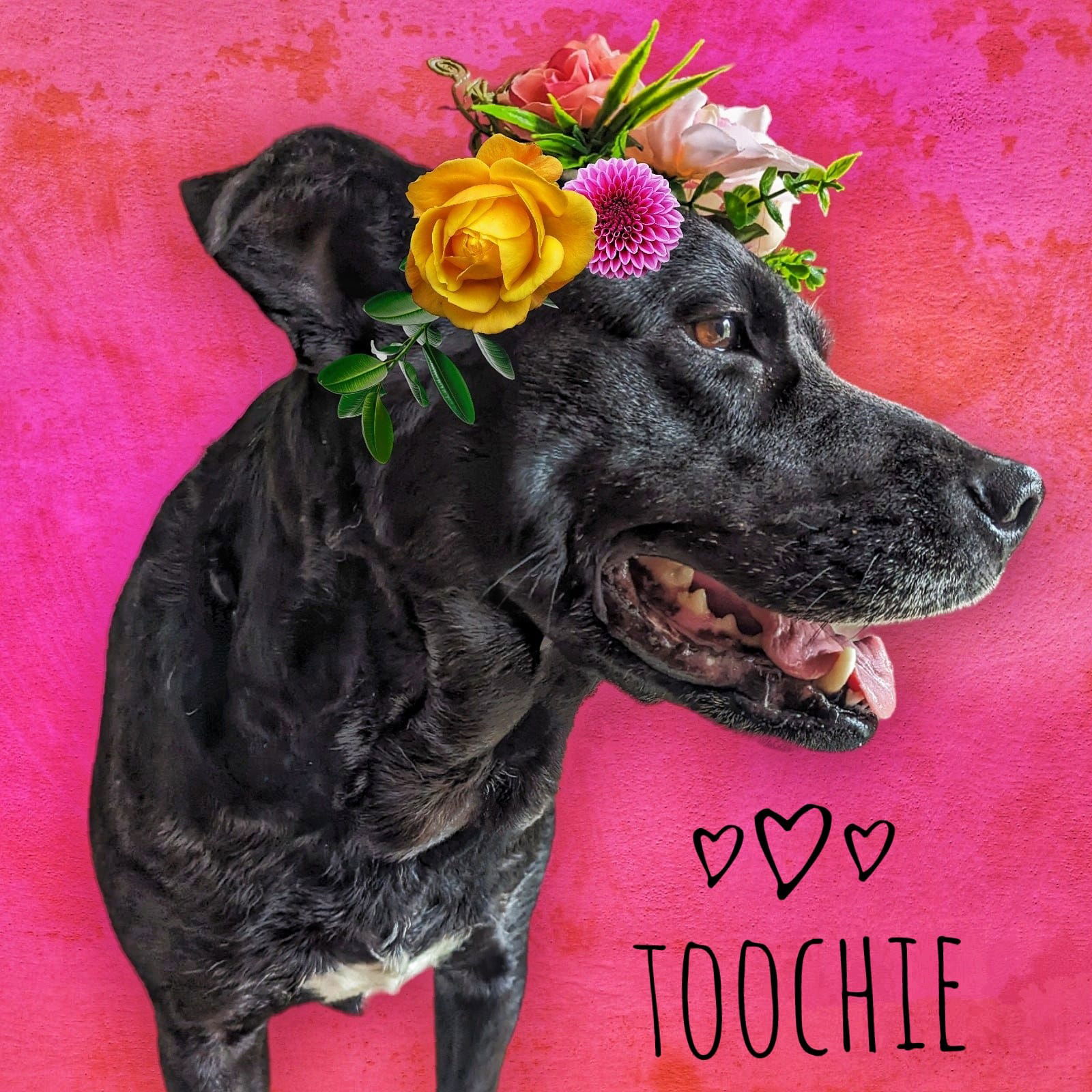 adoptable Dog in Westminster, MD named Toochie