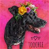 adoptable Dog in westminster, MD named Toochie