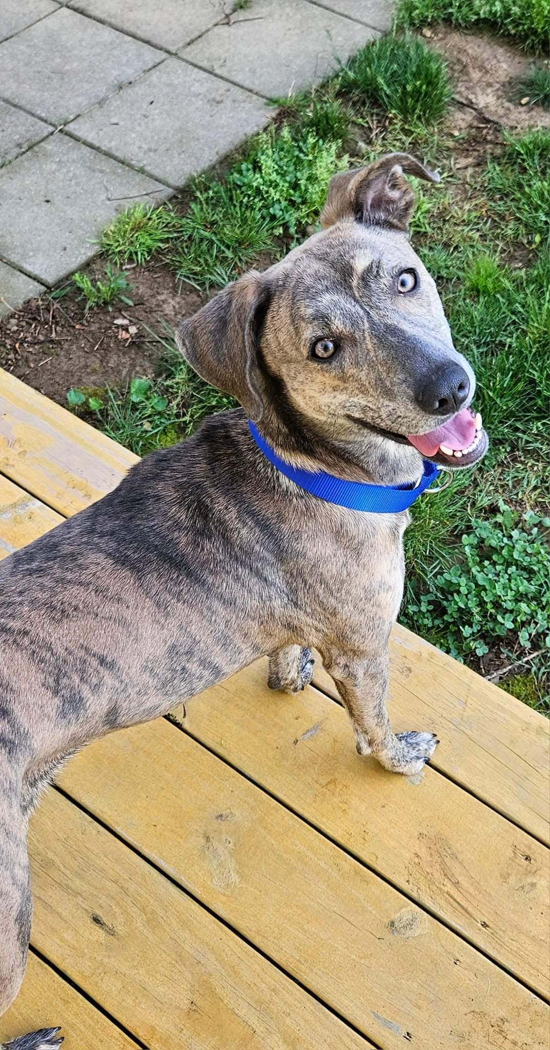 adoptable Dog in Westminster, MD named Alana