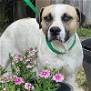 adoptable Dog in westminster, MD named Brandy