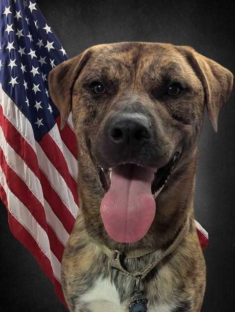 adoptable Dog in Westminster, MD named Bear