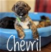 adoptable Dog in  named Puppy Chervil
