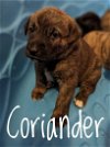 Puppy Coriander