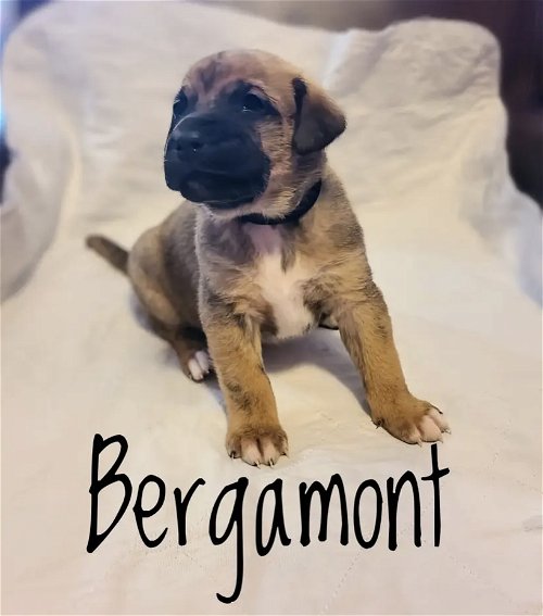 Puppy Bergamont
