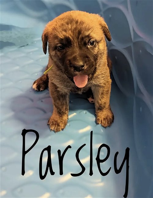 Puppy Parsley