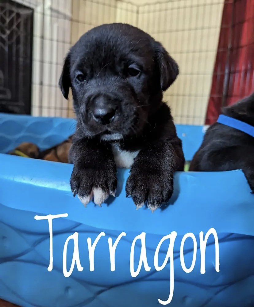 adoptable Dog in Westminster, MD named Puppy Tarragon
