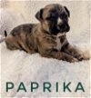 adoptable Dog in  named Puppy Paprika