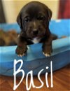 adoptable Dog in  named Puppy Basil
