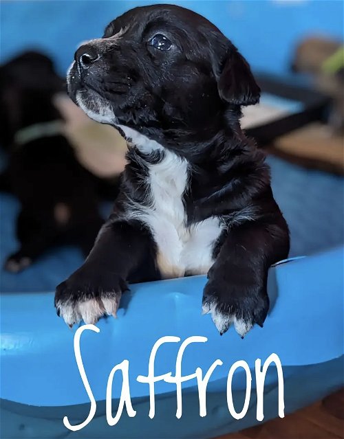 Puppy Saffron