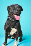 adoptable Dog in  named Judd