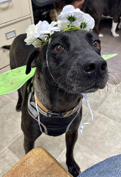 adoptable Dog in Westminster, MD named Tamara