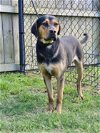 adoptable Dog in , MD named Mike