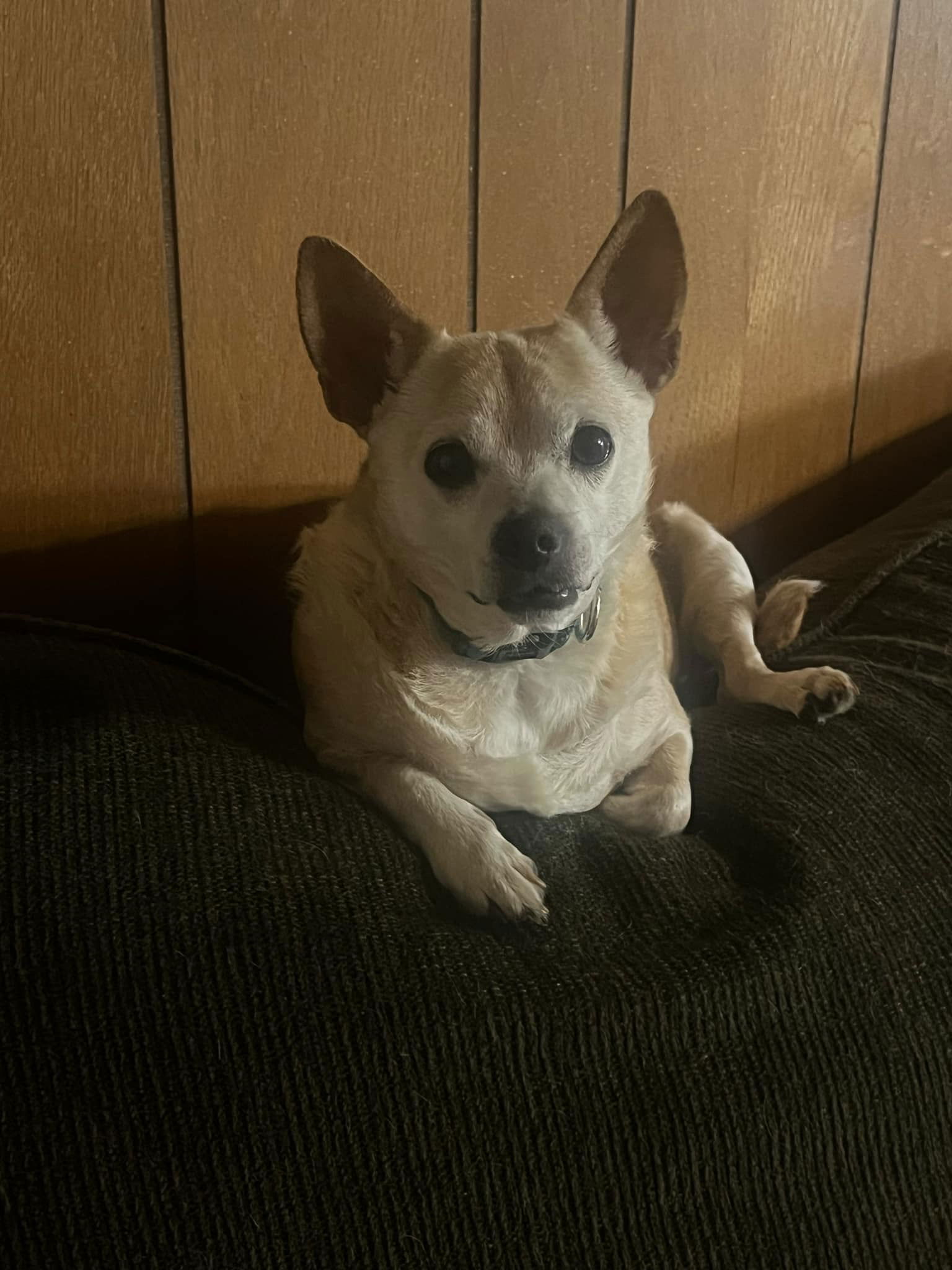 adoptable Dog in Westminster, MD named Peanut