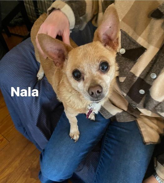 adoptable Dog in Westminster, MD named Nala