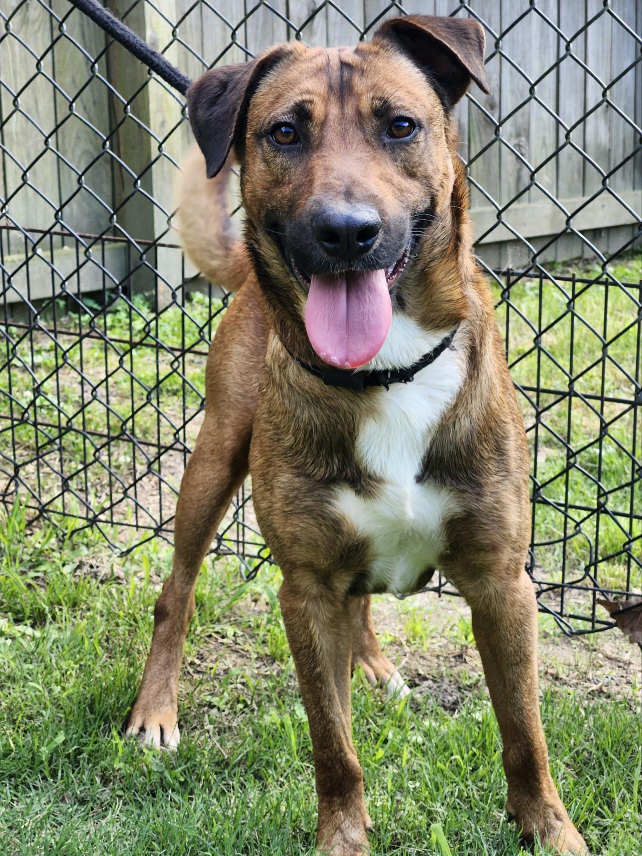 adoptable Dog in Westminster, MD named Dunson