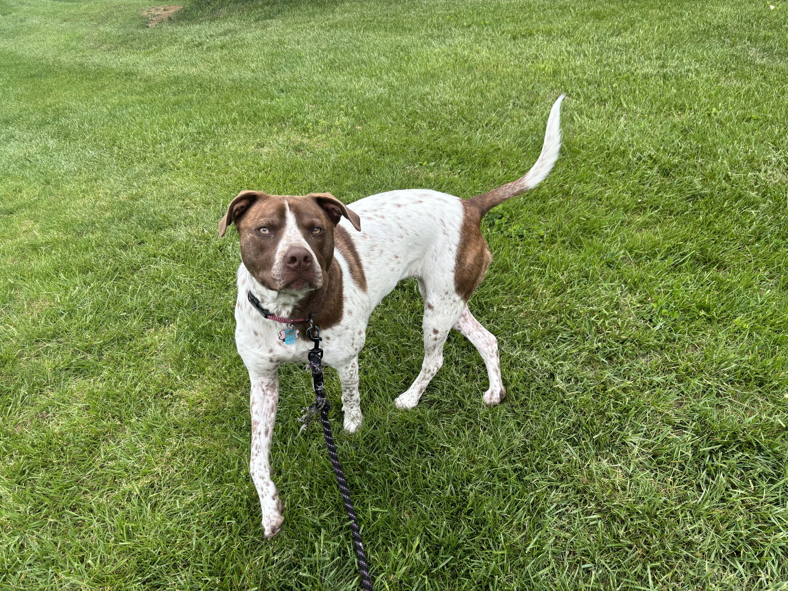 adoptable Dog in Westminster, MD named Frankie