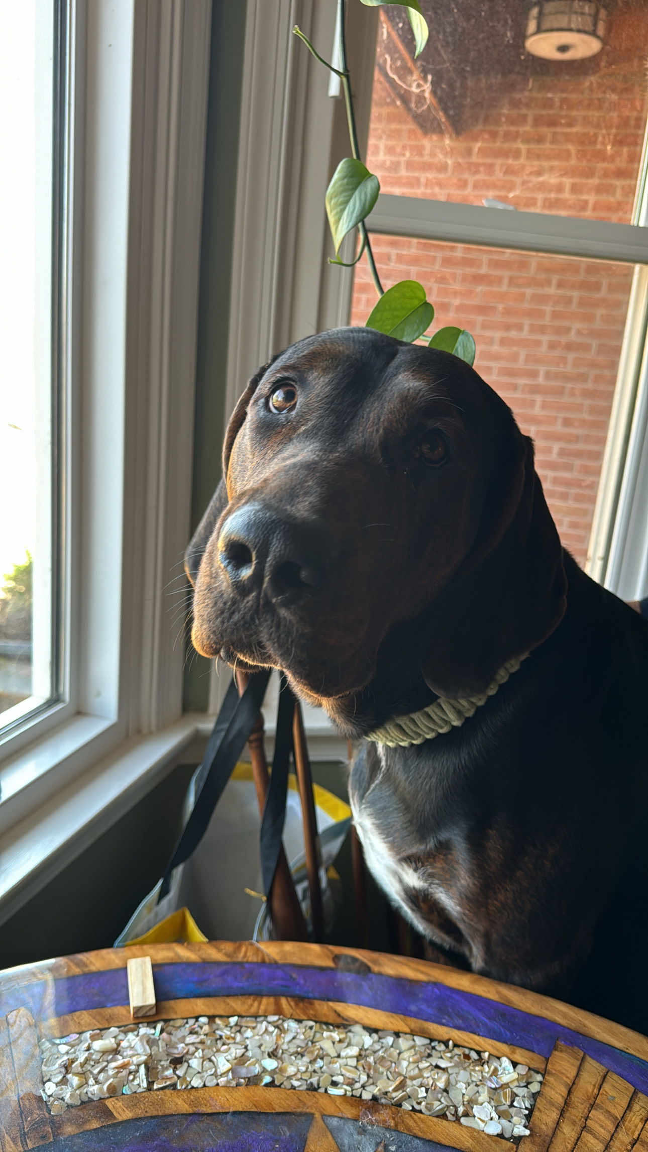 adoptable Dog in Westminster, MD named Banjo