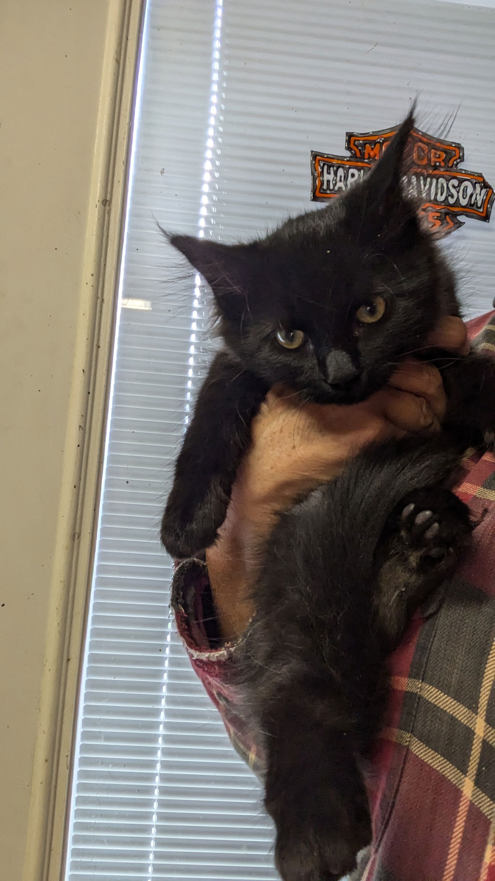 adoptable Cat in Westminster, MD named Katie Cat and babies