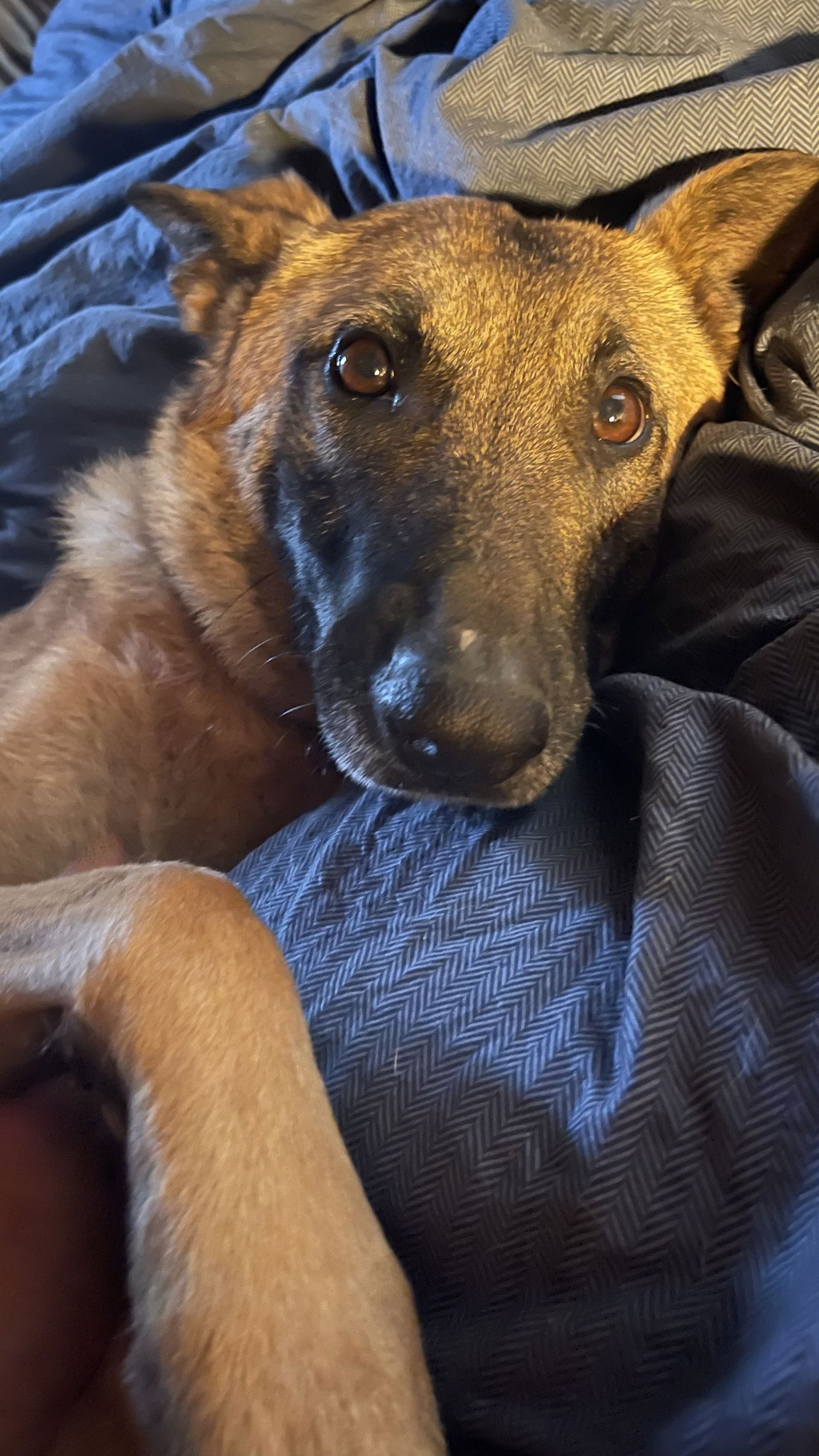 adoptable Dog in Westminster, MD named Waffles