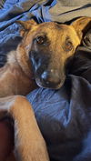 adoptable Dog in  named Waffles