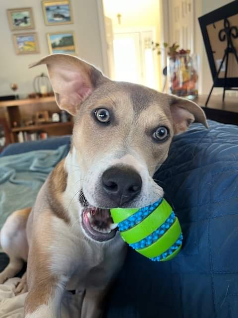 adoptable Dog in Westminster, MD named Conley