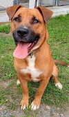 adoptable Dog in , MD named Buster Brown