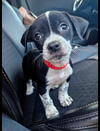 adoptable Dog in Westminster, MD named Puppy Snaggletooth