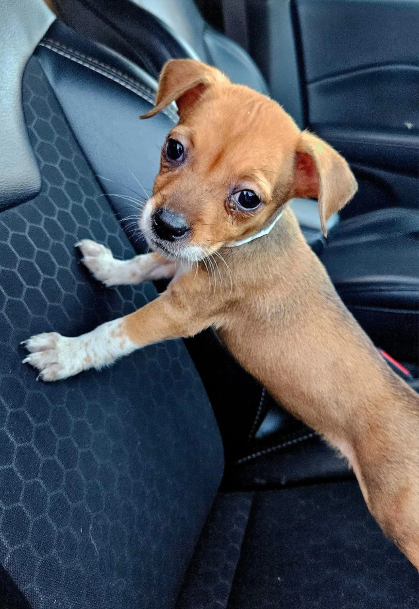 adoptable Dog in Westminster, MD named Puppy Squash