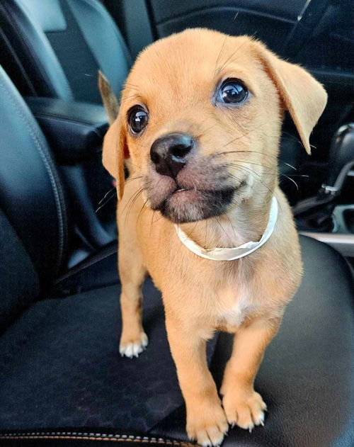 Puppy Squash