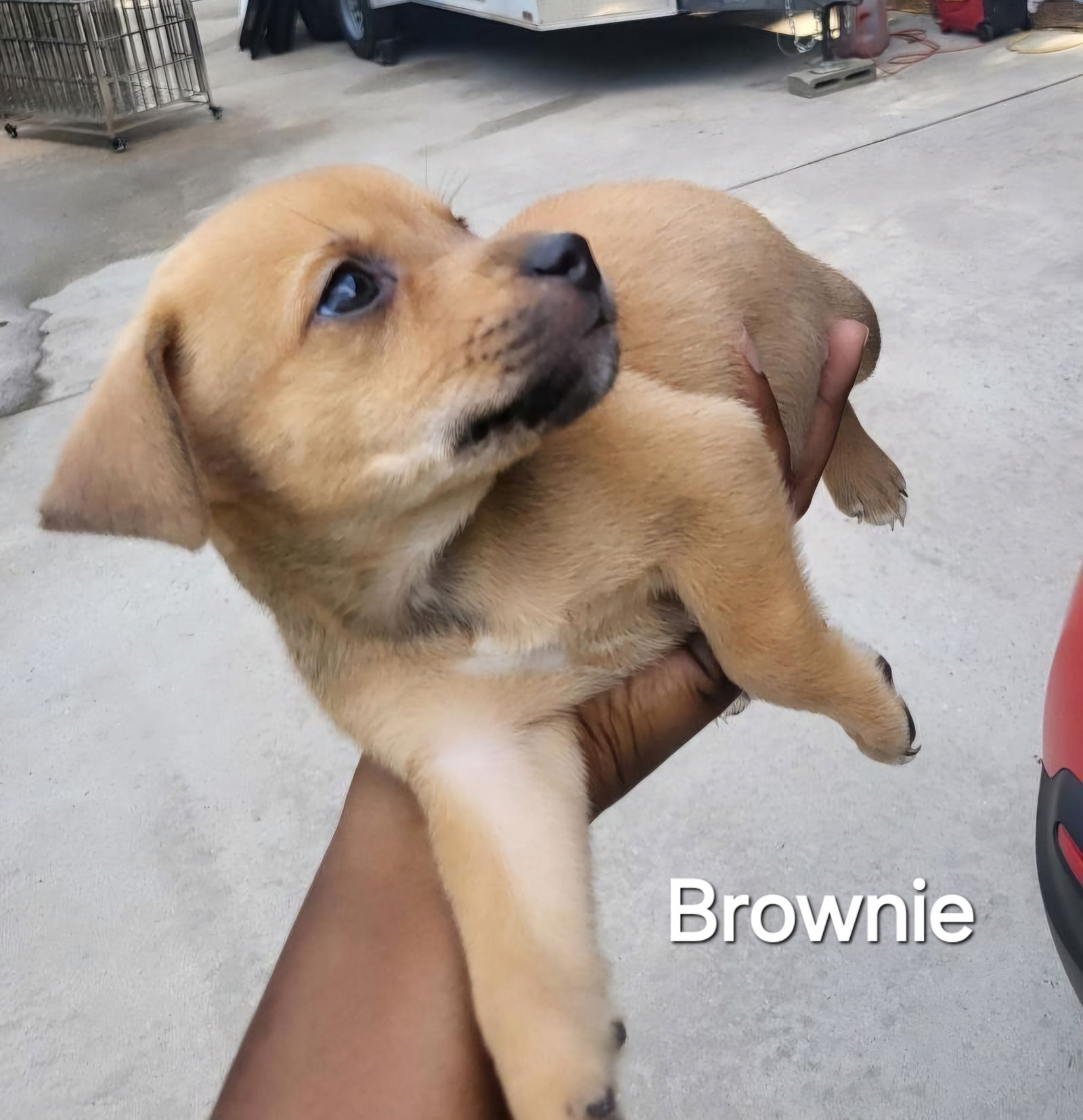 adoptable Dog in Westminster, MD named Puppy Brownie