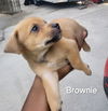 Puppy Brownie